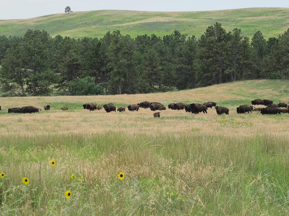 Buffalo on Pine Ridge Reservation
